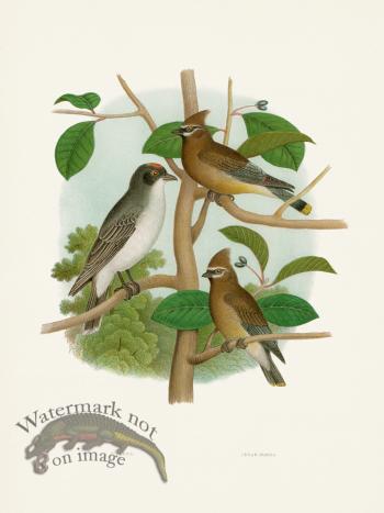 Thomas Gentry Bird 25